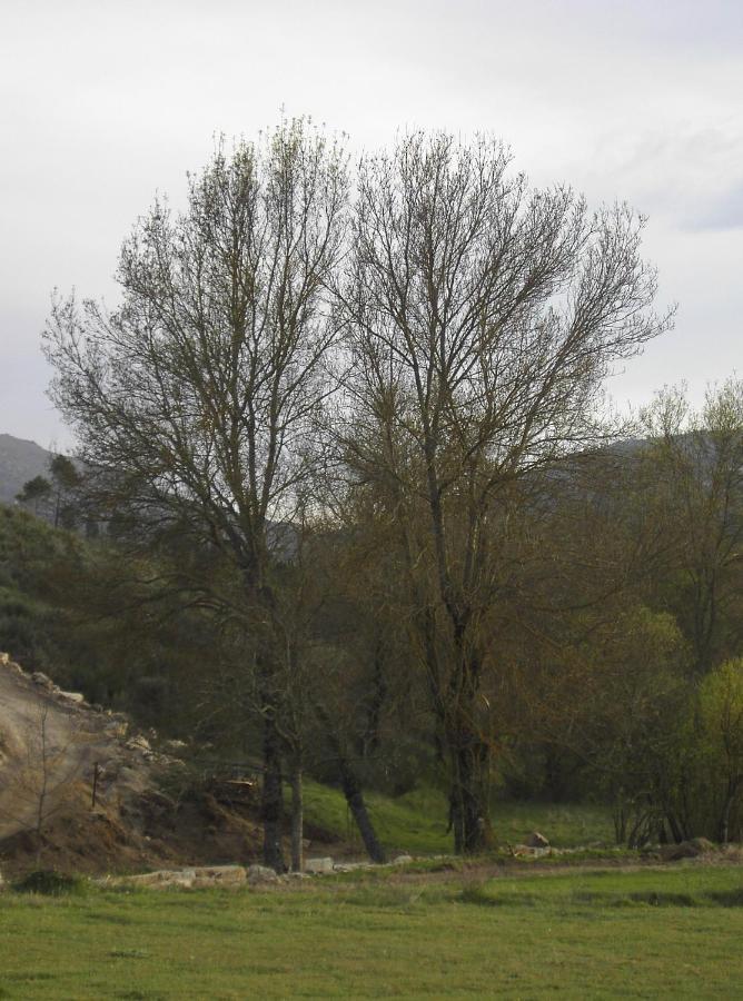 Turismo Rural Macieira Brava Guarda Kültér fotó